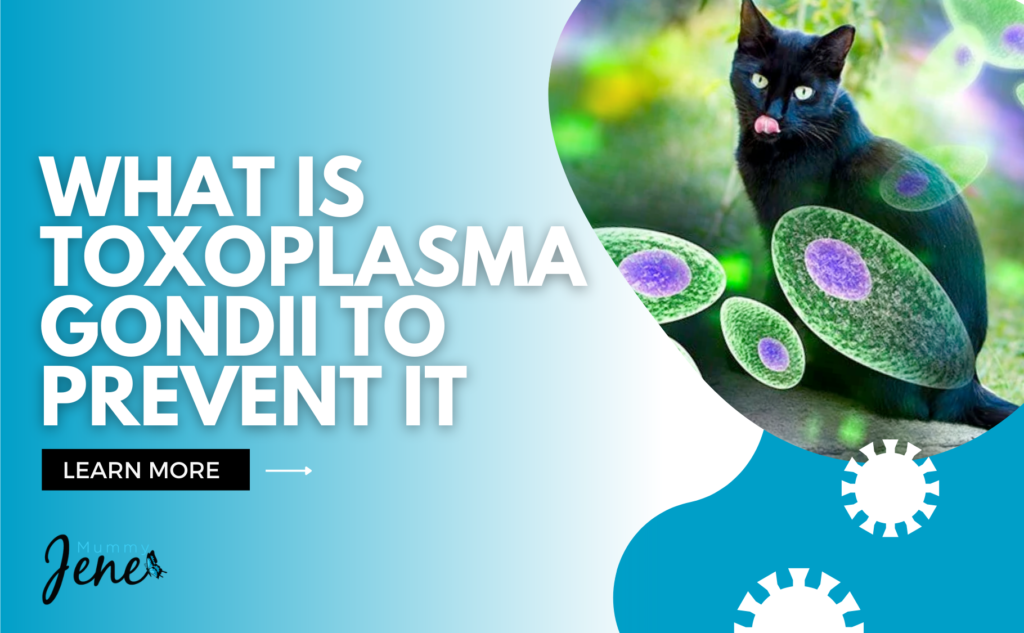 understand-what-is-toxoplasma-gondii-to-prevent-it